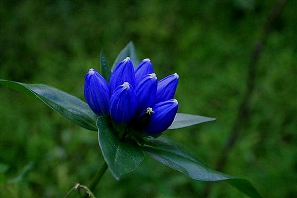 Beautiful Blue Flowers in the world